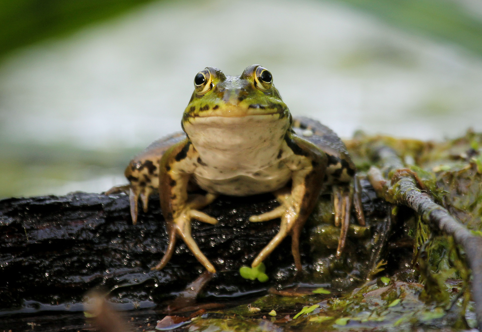 Wasserfrosch