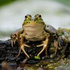 Wasserfrosch