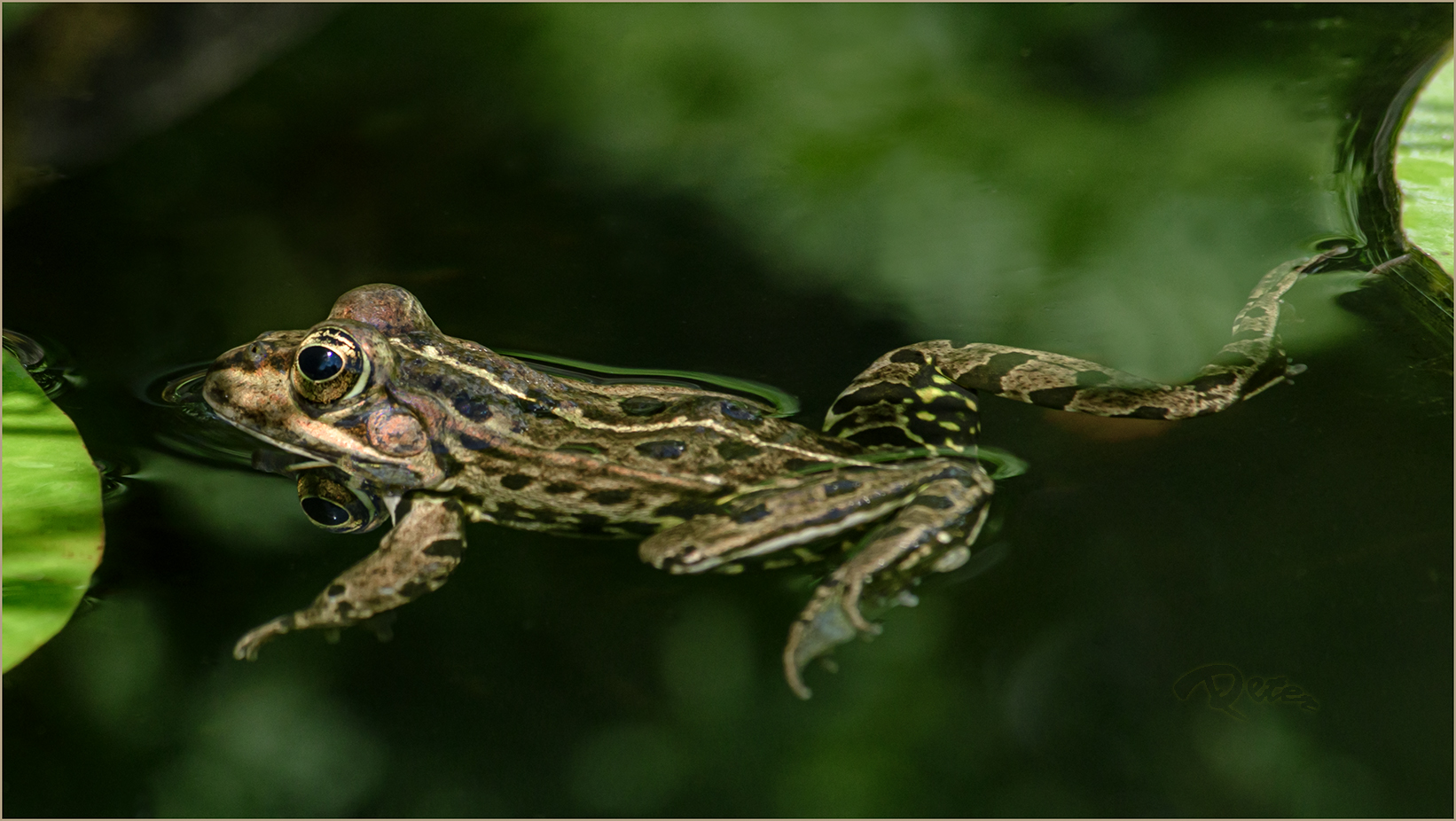 Wasserfrosch