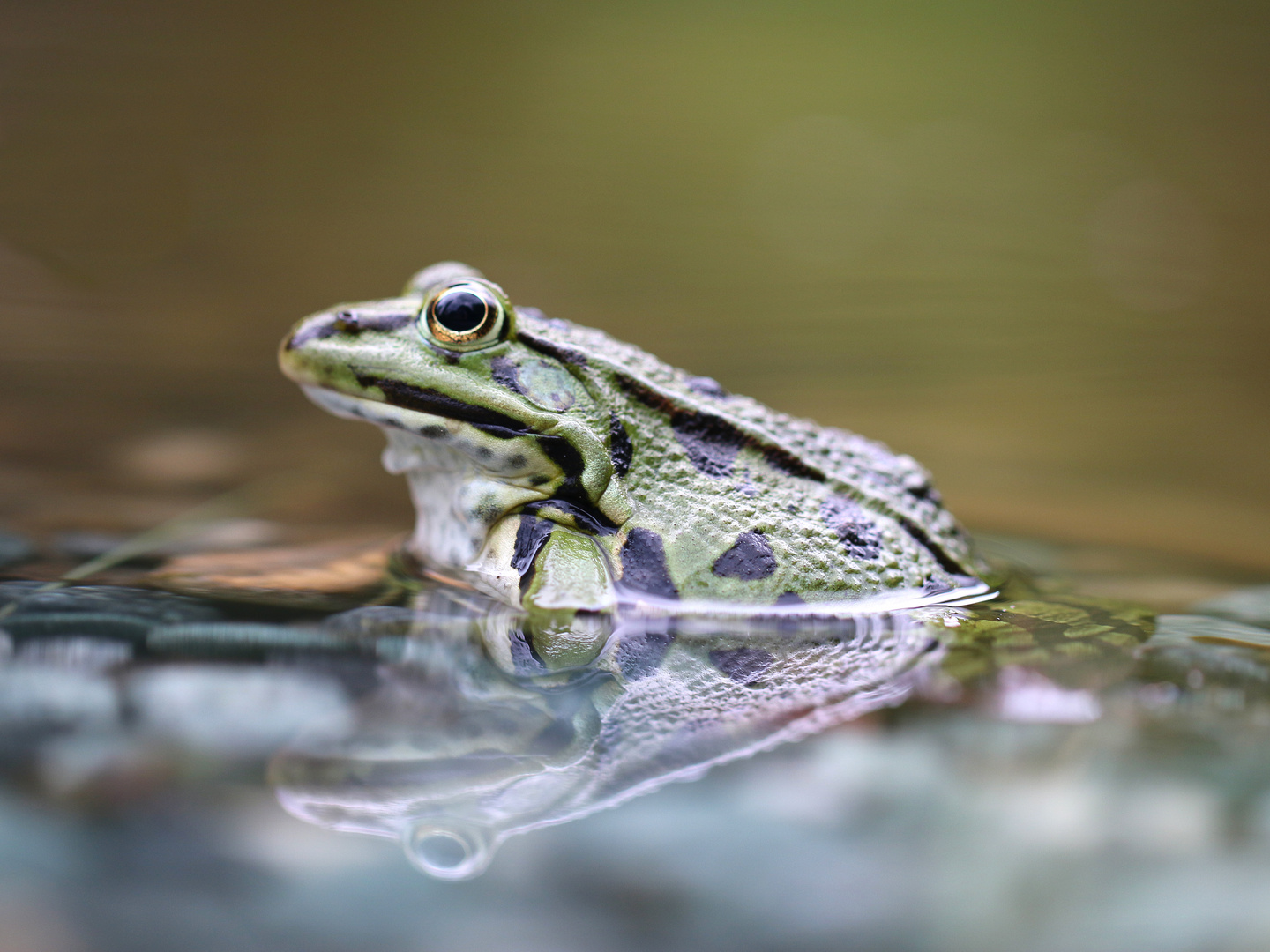 Wasserfrosch...