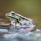 Wasserfrosch...