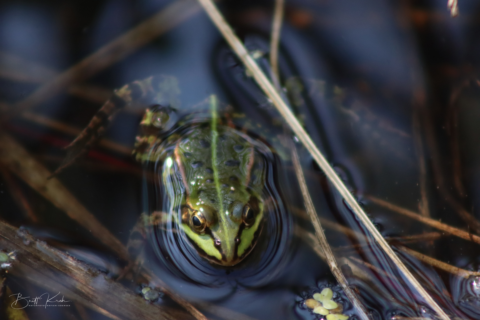 Wasserfrosch (2)