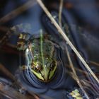 Wasserfrosch (2)