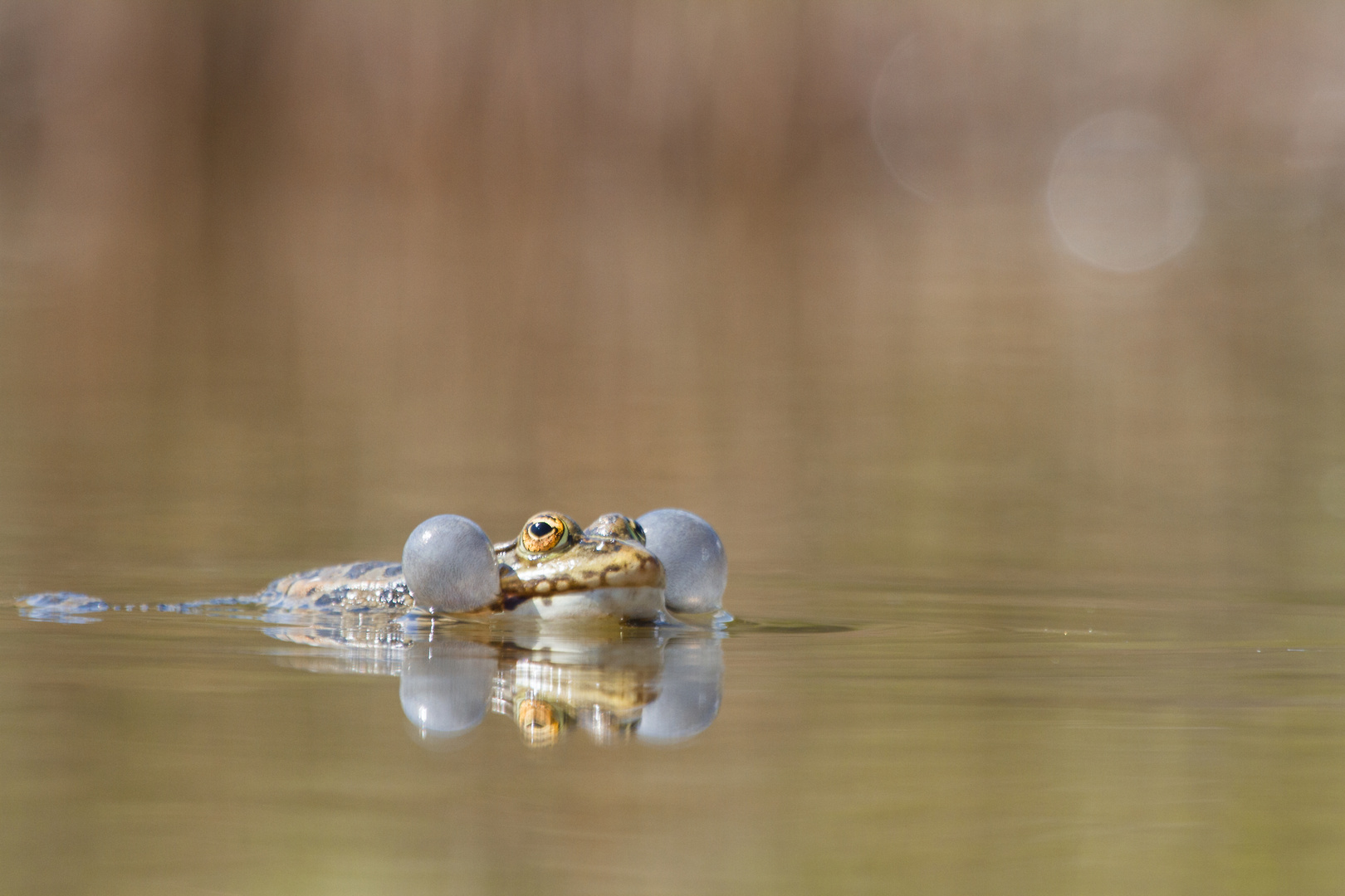 Wasserfrosch 2