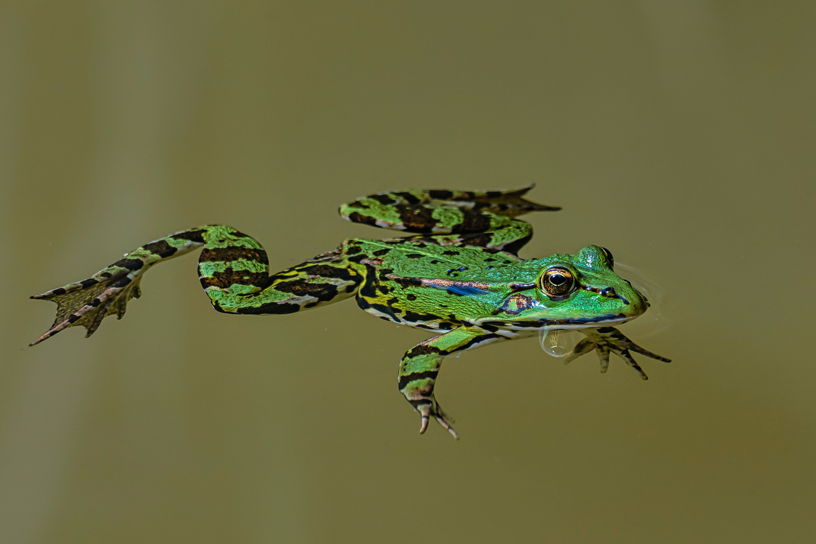 Wasserfrosch