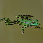 Wasserfrosch