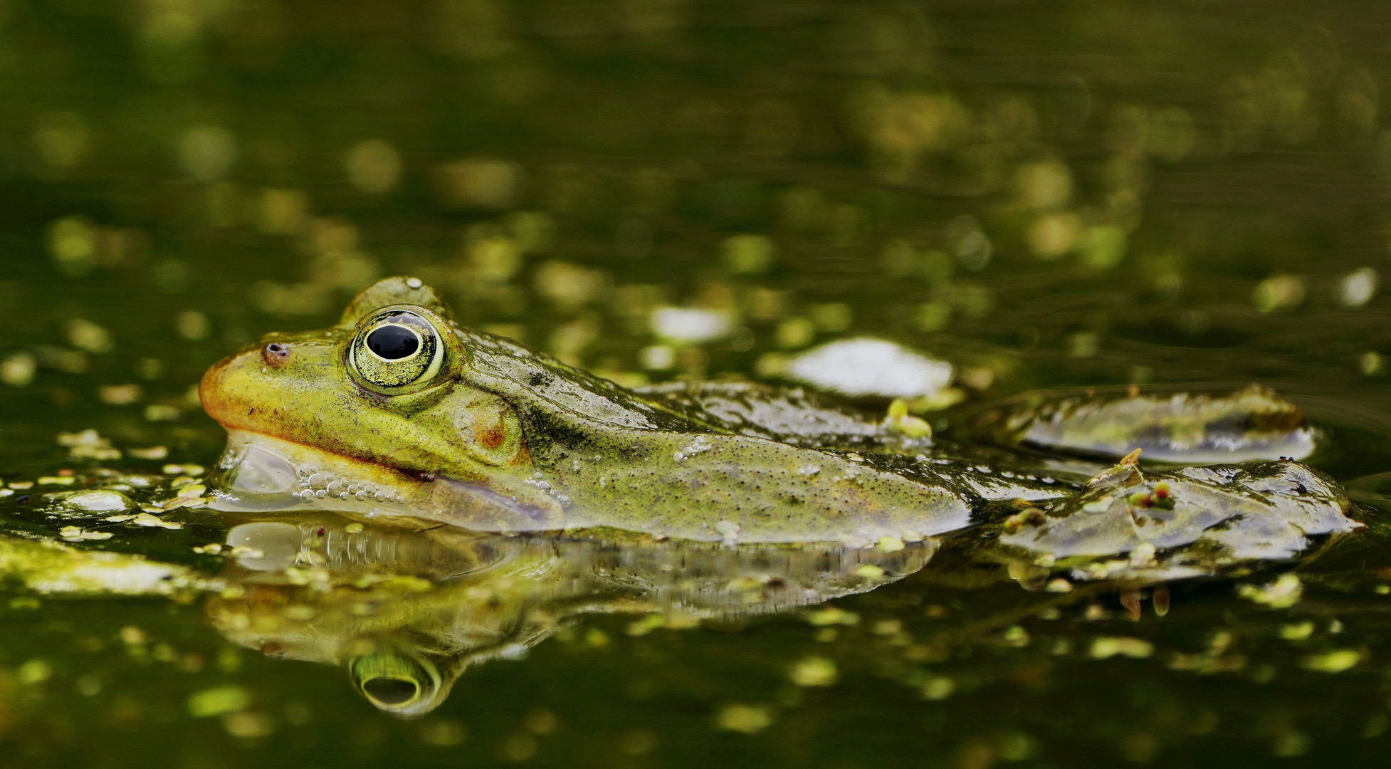 Wasserfrosch.