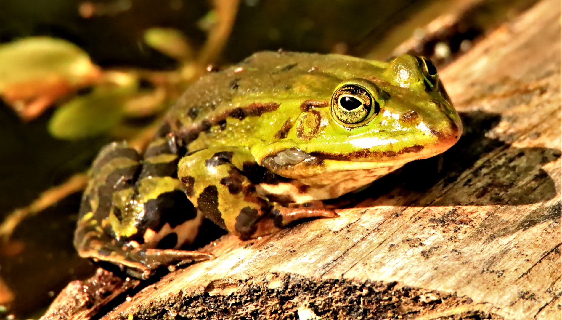 Wasserfrosch