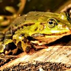 Wasserfrosch