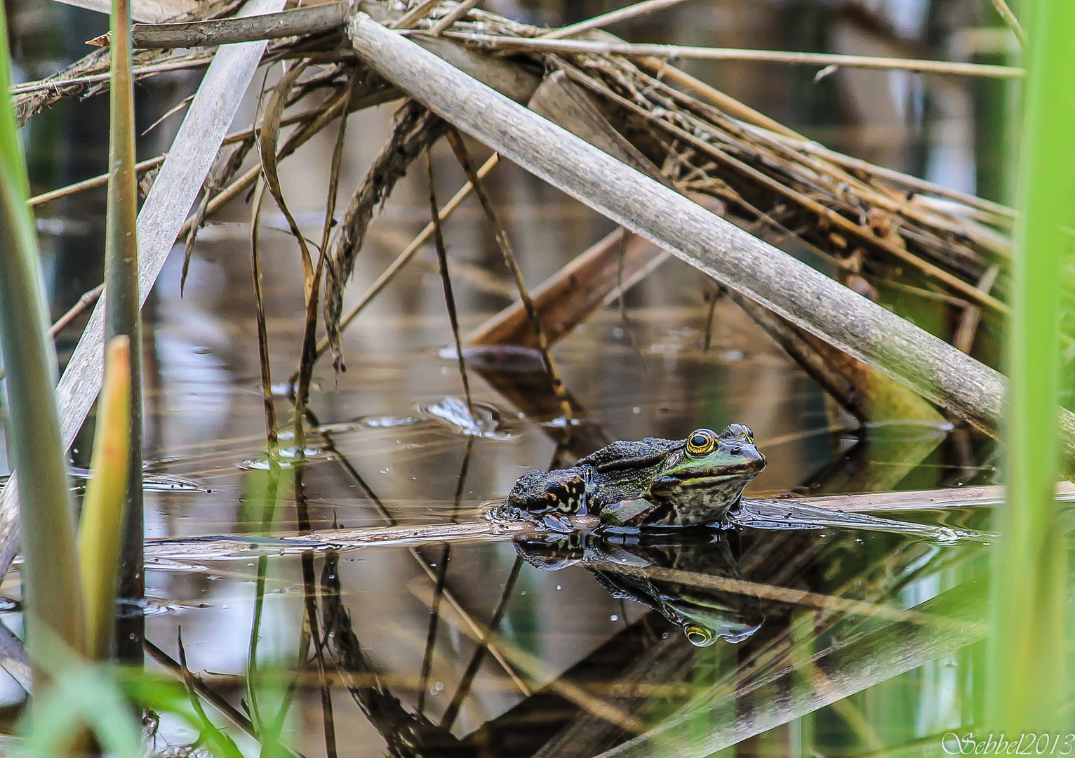 Wasserfrosch