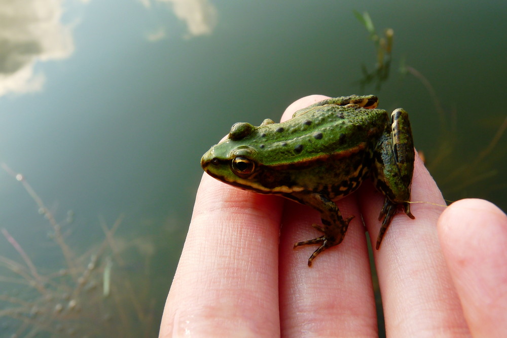 Wasserfrosch