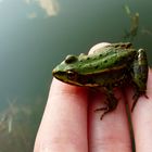 Wasserfrosch