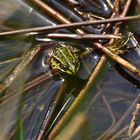 Wasserfrosch