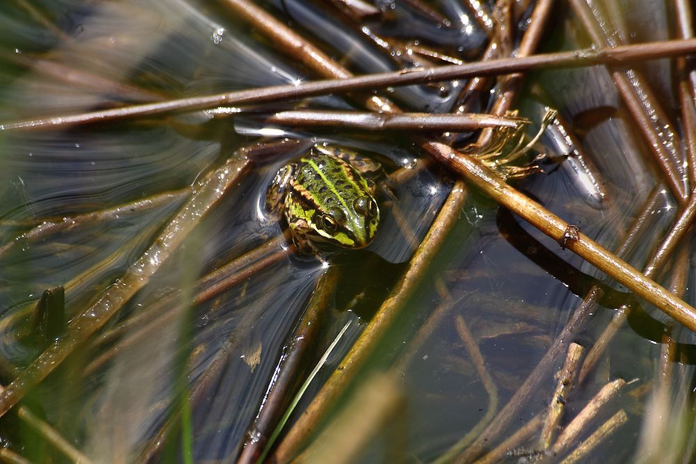 Wasserfrosch