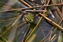 Wasserfrosch