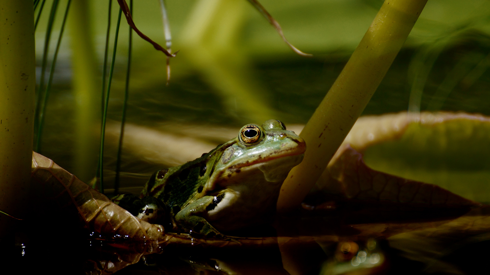 Wasserfrosch