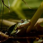 Wasserfrosch