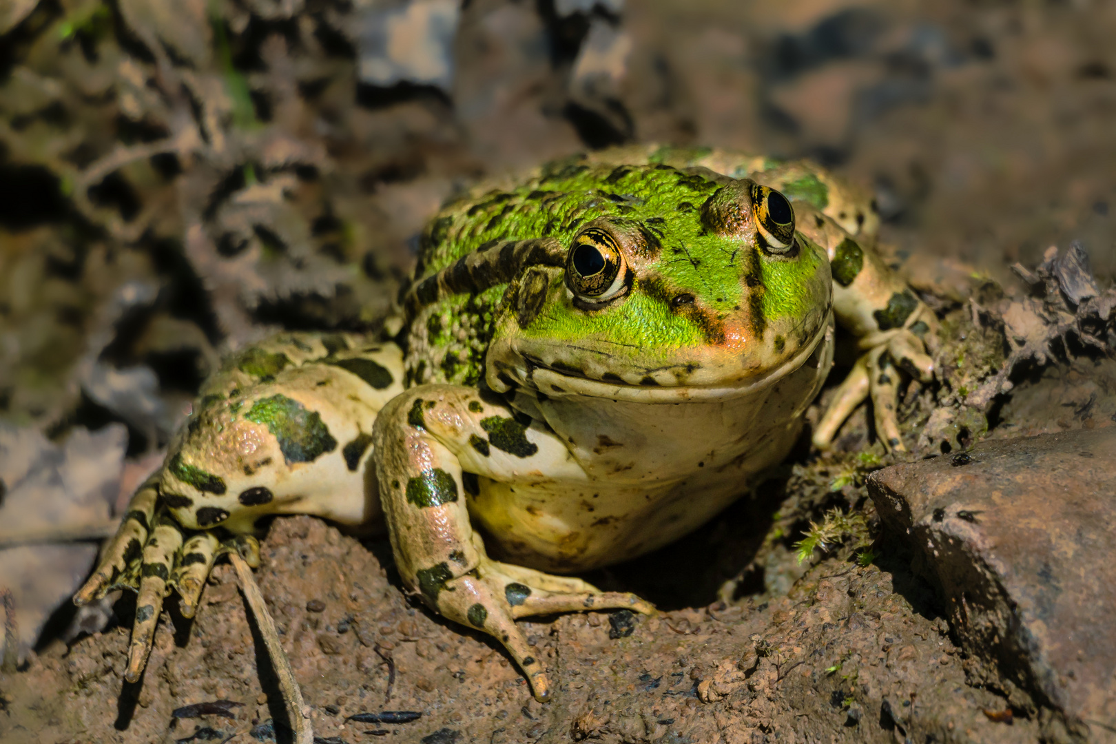 Wasserfrosch