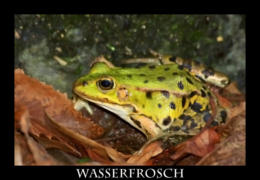 Wasserfrosch