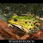 Wasserfrosch