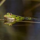 Wasserfrosch