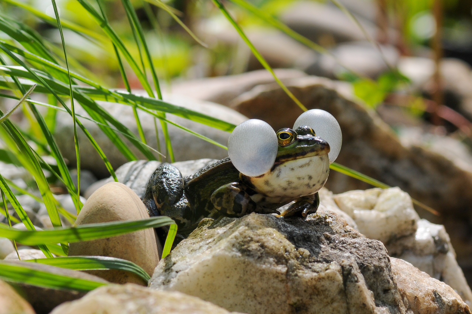 Wasserfrosch