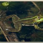 Wasserfrosch