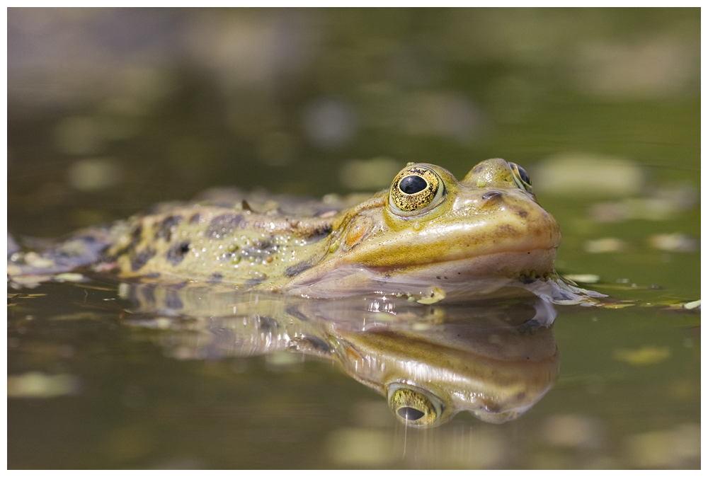 Wasserfrosch