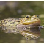 Wasserfrosch