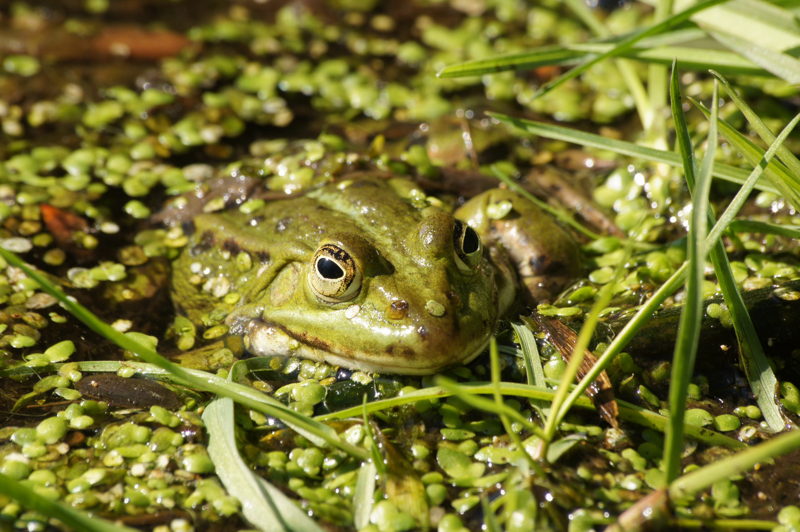 Wasserfrosch