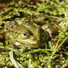 Wasserfrosch