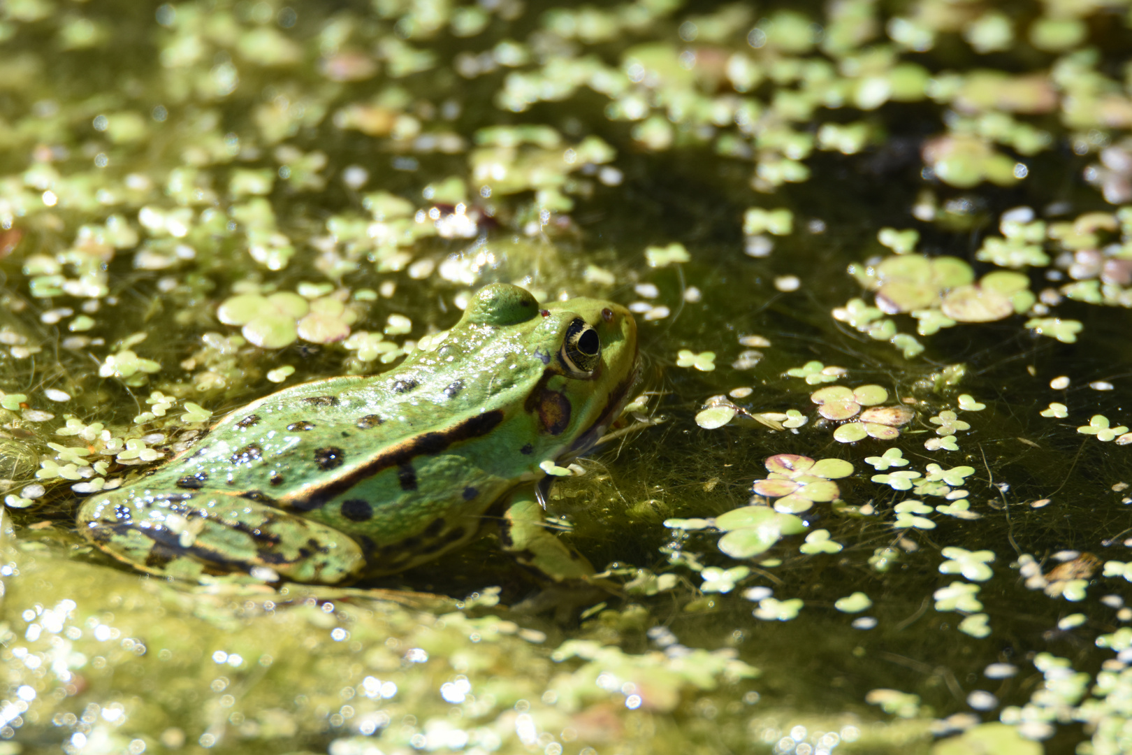 Wasserfrosch