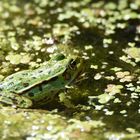 Wasserfrosch