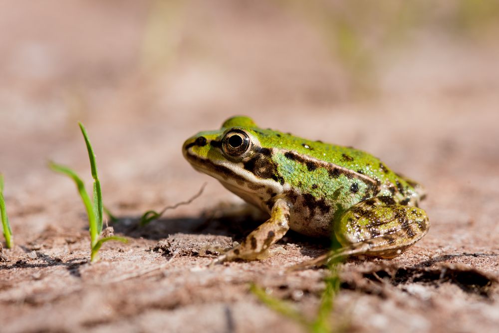 wasserfrosch