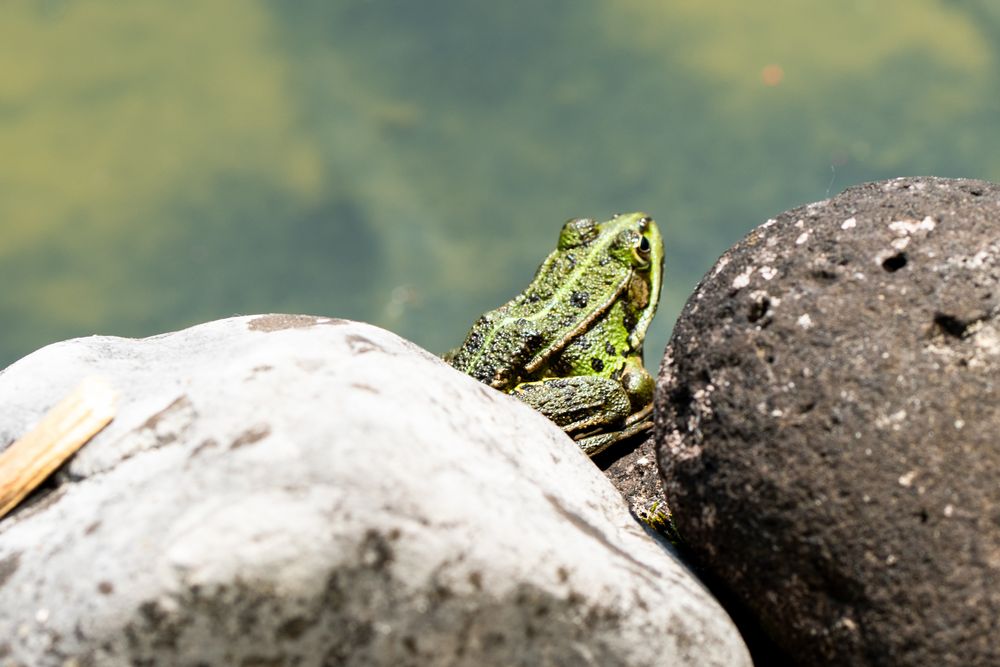 Wasserfrosch