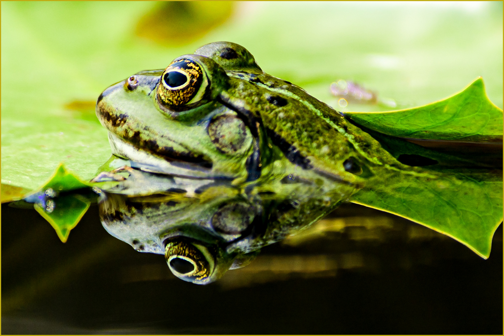 Wasserfrosch