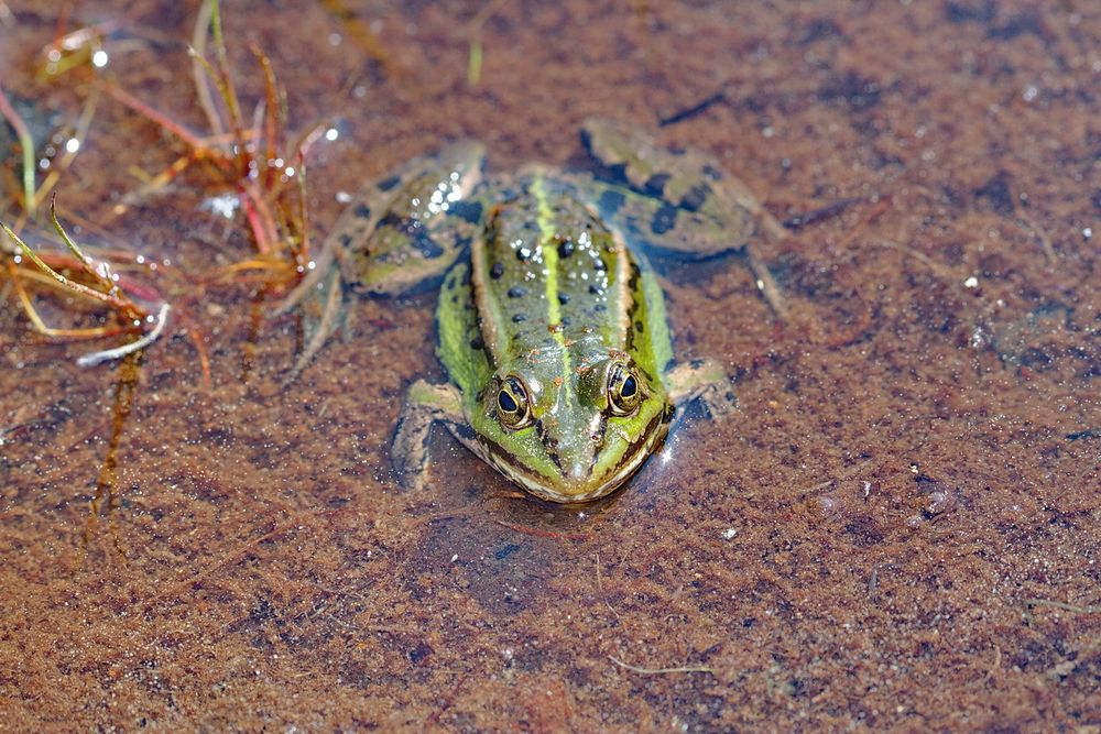 Wasserfrosch