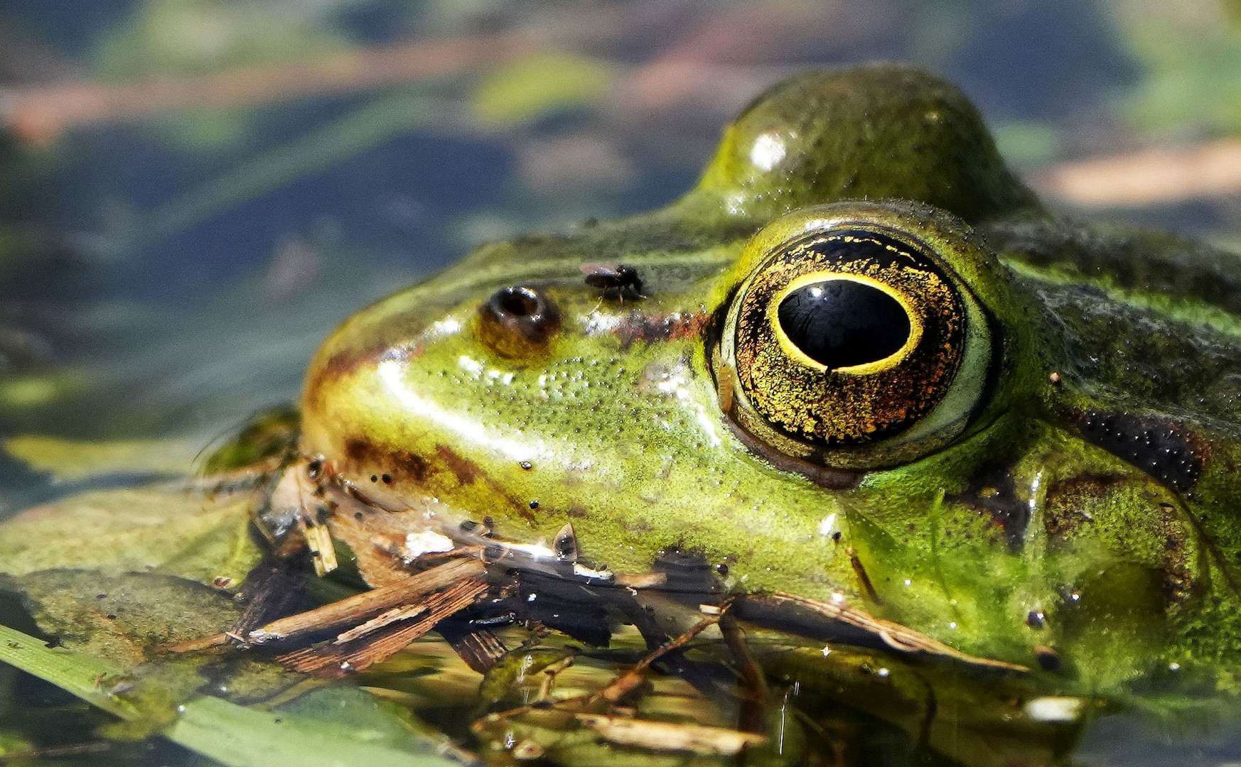 Wasserfrosch