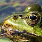 Wasserfrosch