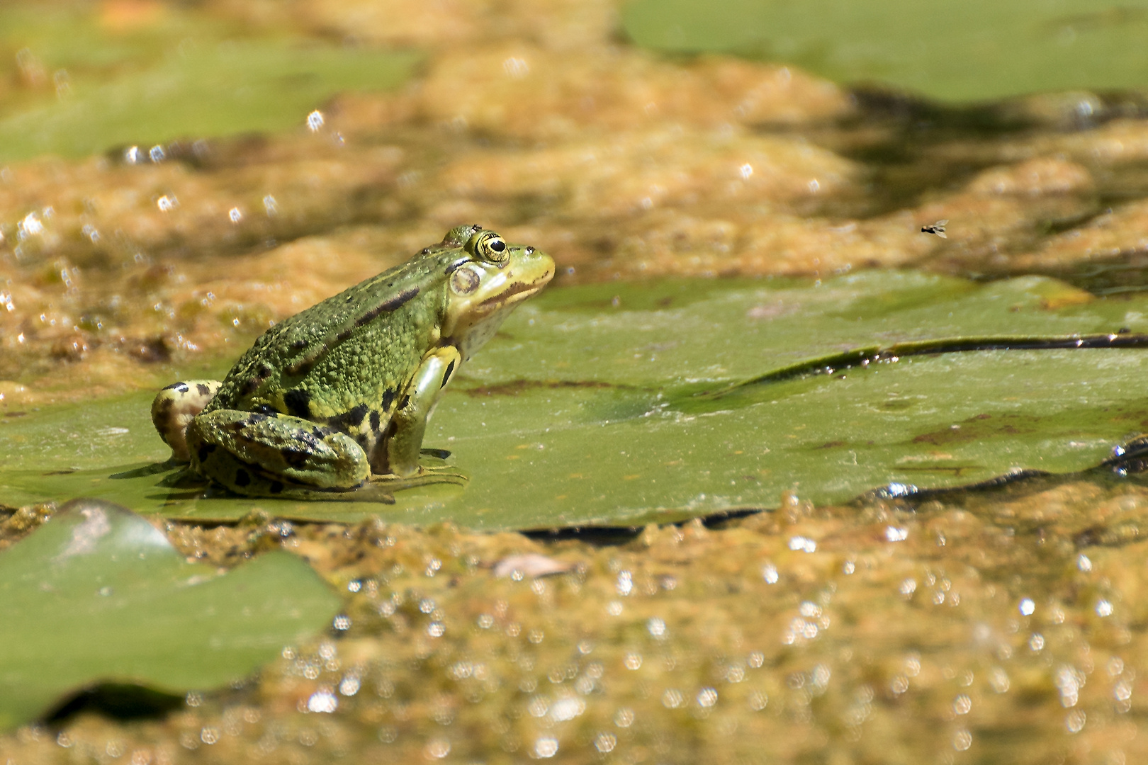 Wasserfrosch