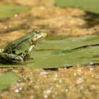 Wasserfrosch