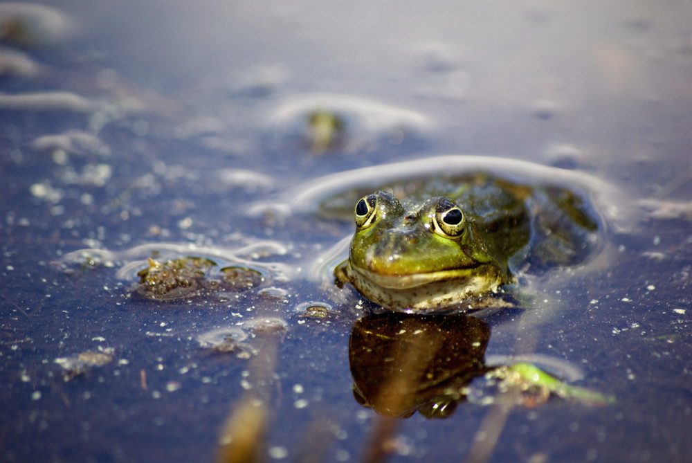 Wasserfrosch