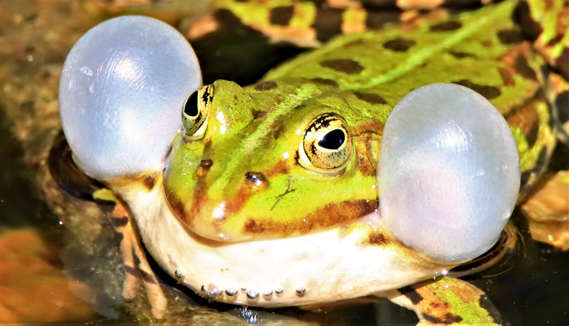 Wasserfrosch