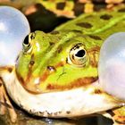 Wasserfrosch