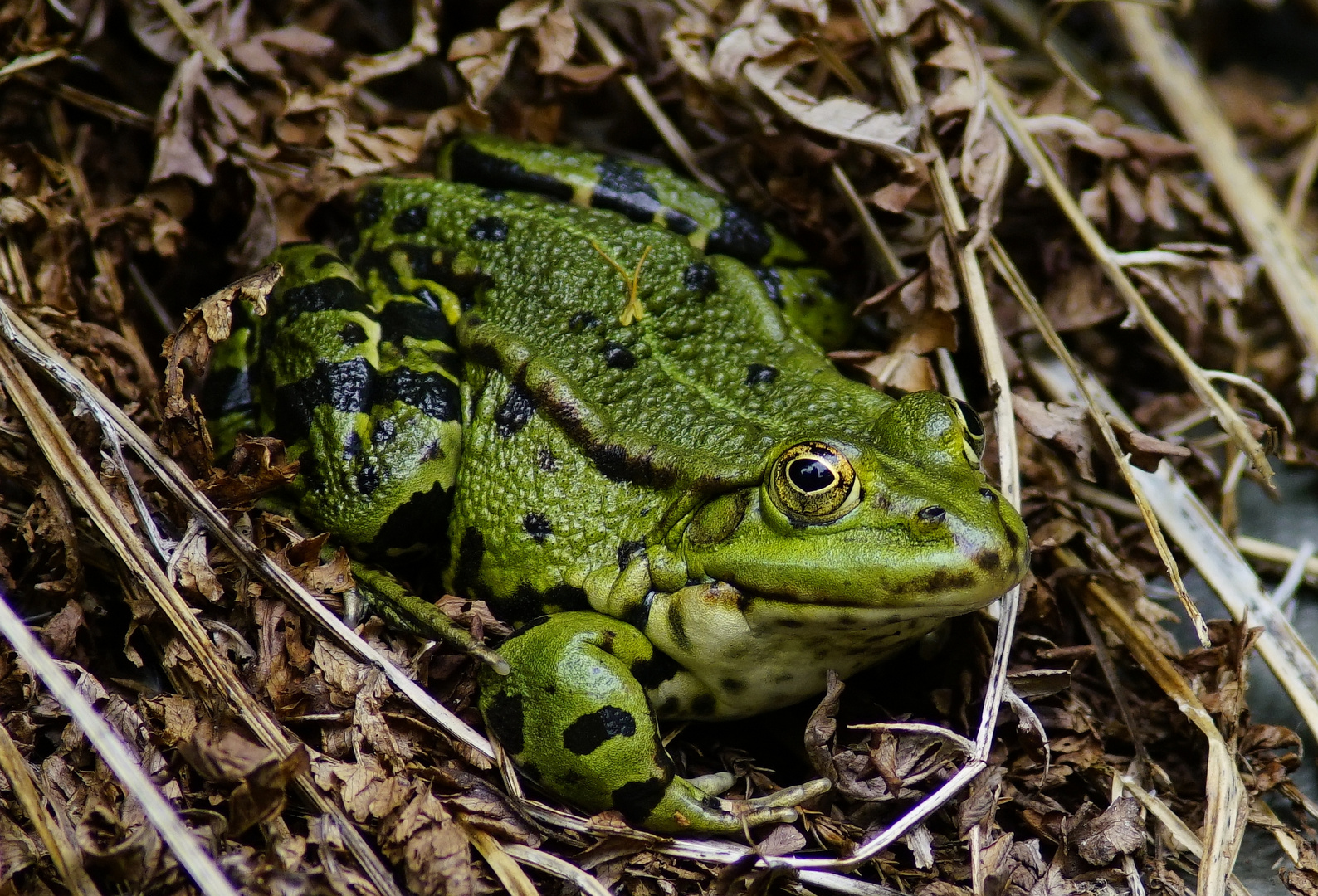 Wasserfrosch.