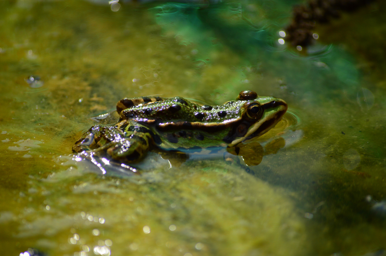 Wasserfrosch