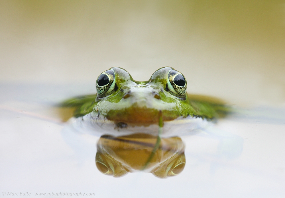 Wasserfrosch