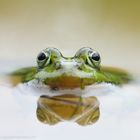 Wasserfrosch