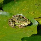 Wasserfrosch