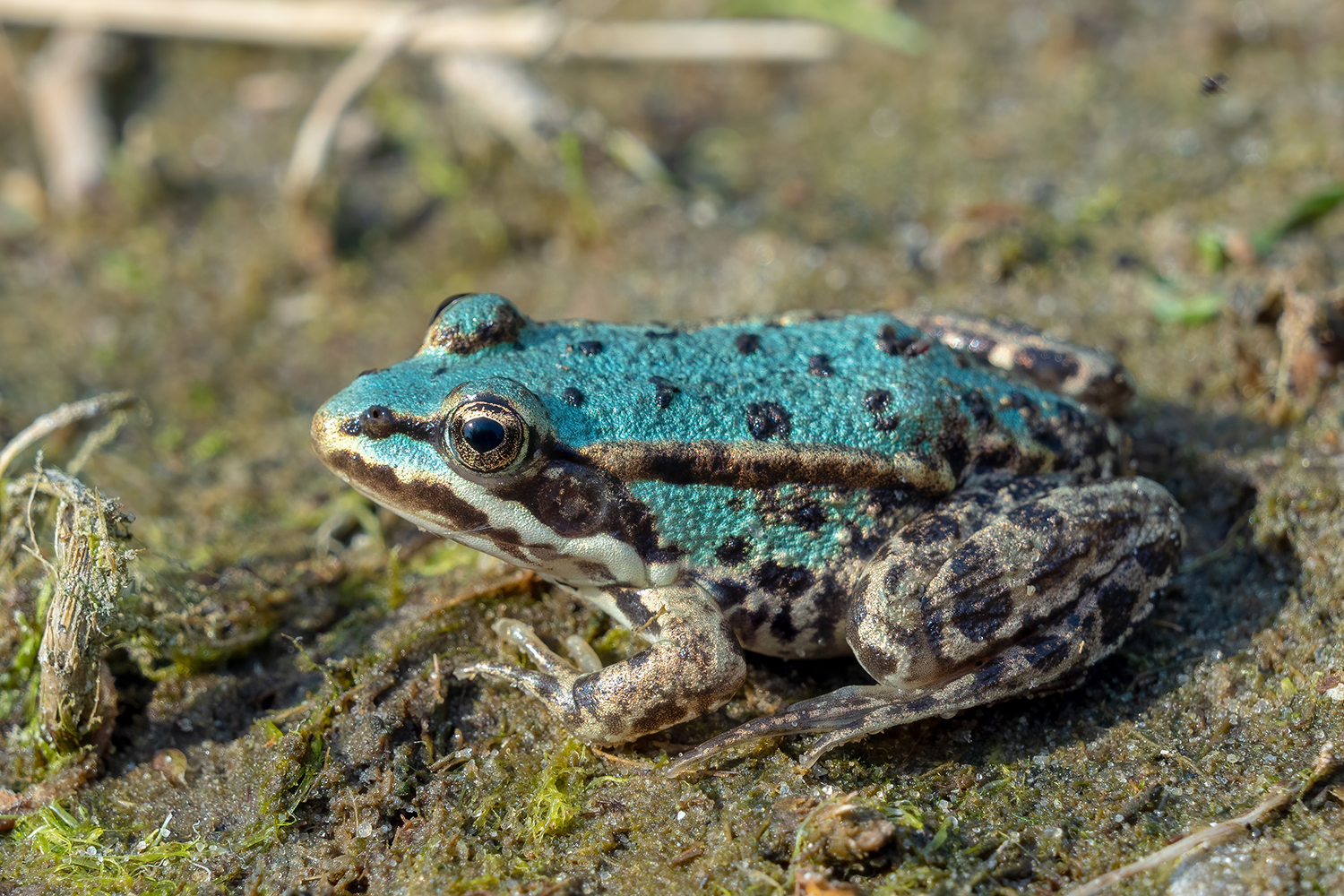 Wasserfrosch